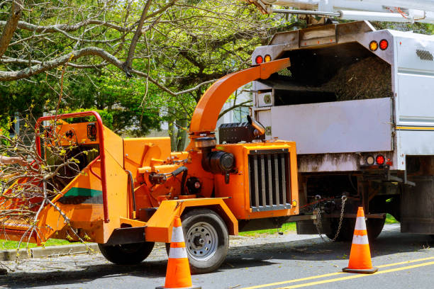 Tipton, MO Tree Care Services Company